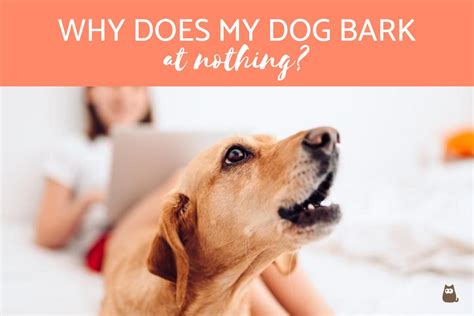 Why does my dog bark at nothing. Things To Know About Why does my dog bark at nothing. 